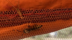 Stizus fasciatus