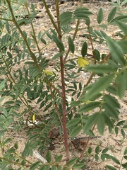 Glycyrrhiza lepidota