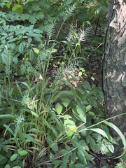 Elymus hystrix hystrix