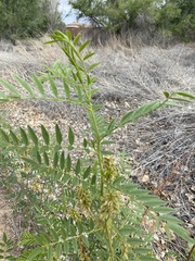 Glycyrrhiza lepidota