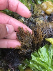 Cryptosiphonia woodii