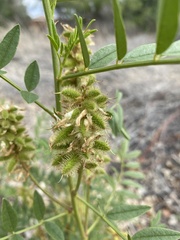 Glycyrrhiza lepidota