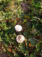 Leucoagaricus