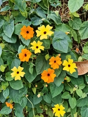 Thunbergia alata