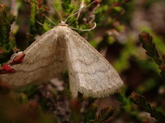 Scopula ternata