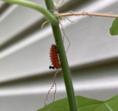 Disonycha discoidea