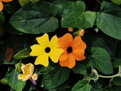 Thunbergia alata