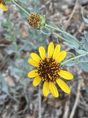 Helianthus ciliaris