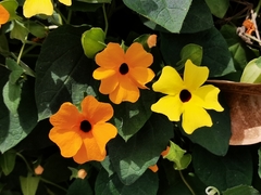 Thunbergia alata
