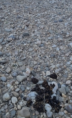 Equus zebra hartmannae