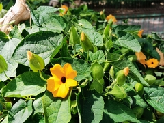 Thunbergia alata