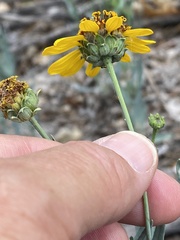 Helianthus ciliaris