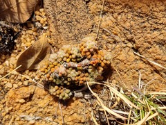 Anacampseros subnuda