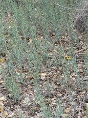 Helianthus ciliaris