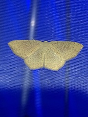 Cyclophora ruficiliaria