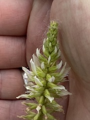 Glycyrrhiza lepidota