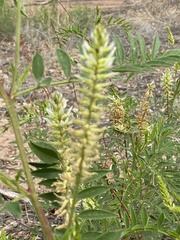 Glycyrrhiza lepidota