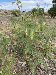 Glycyrrhiza lepidota