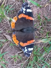 Vanessa atalanta