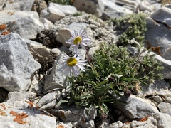 Erigeron leiomerus