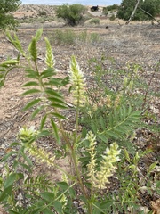 Glycyrrhiza lepidota
