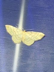 Idaea dilutaria