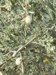 Asphondylia neomexicana