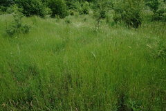 Triticum monococcum boeoticum