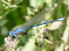 Argia vivida