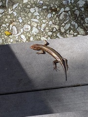 Plestiodon inexpectatus