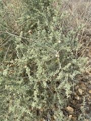 Asphondylia neomexicana