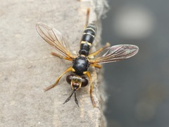 Abrachyglossum capitatum