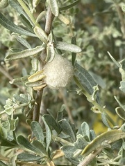 Asphondylia neomexicana