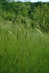 Triticum monococcum boeoticum