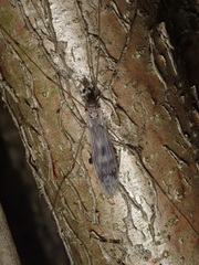 Tipula confusa