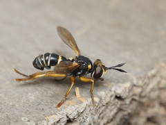 Abrachyglossum capitatum