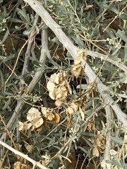 Atriplex canescens