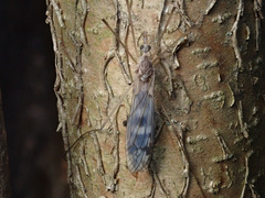 Tipula confusa