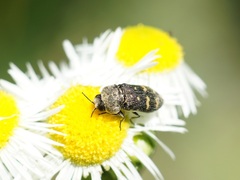 Acmaeoderella flavofasciata