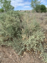 Atriplex canescens