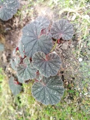 Begonia fusibulba