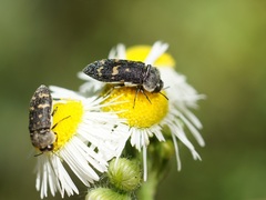 Acmaeoderella flavofasciata