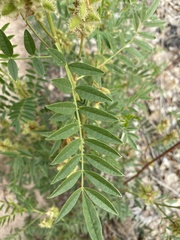 Glycyrrhiza lepidota