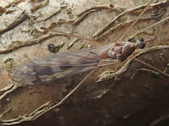 Tipula confusa