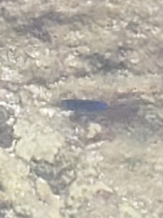 Stegastes acapulcoensis