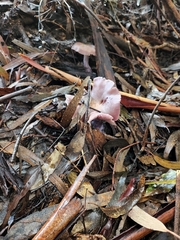 Cortinarius roseolilacinus