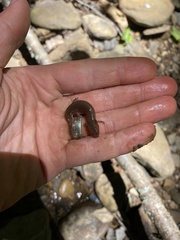 Pseudotriton ruber