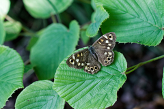 Pararge aegeria tircis