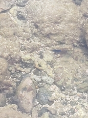 Stegastes acapulcoensis