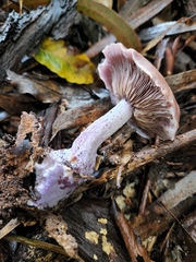Cortinarius roseolilacinus